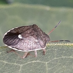 Holcostethus limbolarius