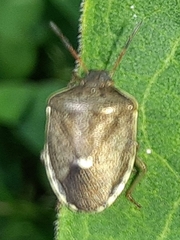 Holcostethus limbolarius