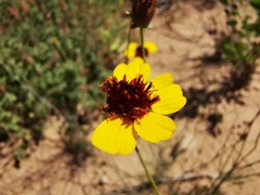 Thelesperma ambiguum