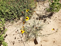 Thelesperma ambiguum