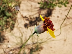 Thelesperma ambiguum