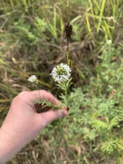 Dalea multiflora