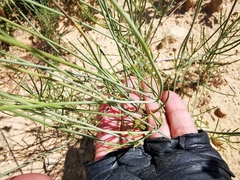 Thelesperma ambiguum