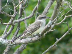 Tyrannus tyrannus × tyrannus verticallis