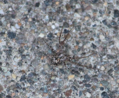 Rhysodromus alascensis photo 4
