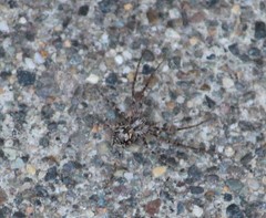 Rhysodromus alascensis