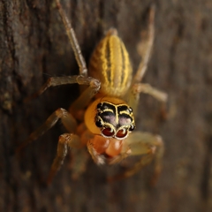Colyttus
