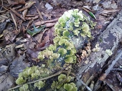Cerrenaceae