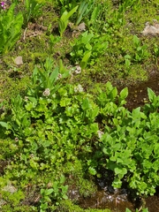 Micranthes nelsoniana