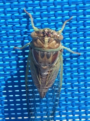 Diceroprocta delicata