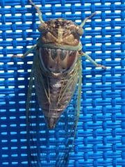 Diceroprocta delicata