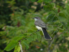Tyrannus tyrannus × tyrannus verticallis