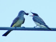 Tyrannus tyrannus × tyrannus verticallis