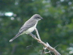Tyrannus tyrannus × tyrannus verticallis