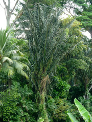 Arenga pinnata