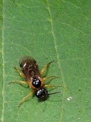 Monostegia abdominalis