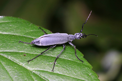 Epicauta curvicornis