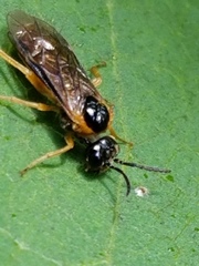 Monostegia abdominalis