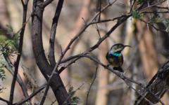 Cinnyris mariquensis