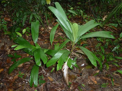 Pinanga simplicifrons