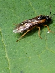 Monostegia abdominalis