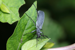 Epicauta curvicornis