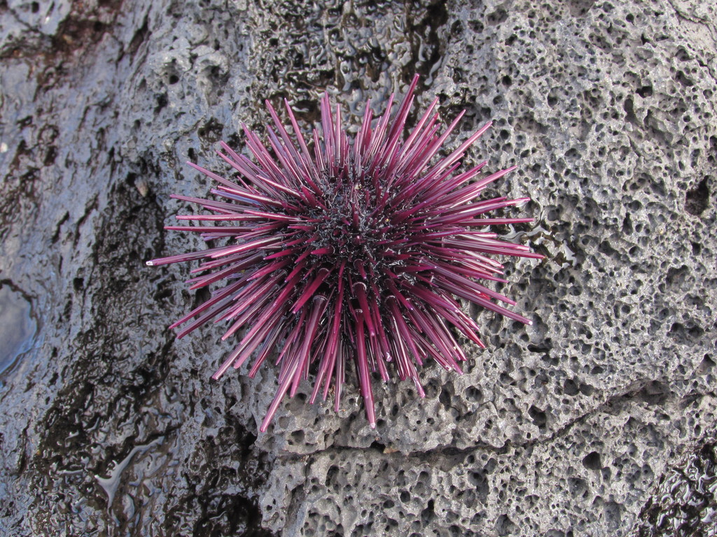Echinometra insularis