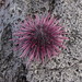 Echinometra insularis - Photo (c) Camila Gallardo,  זכויות יוצרים חלקיות (CC BY-NC), הועלה על ידי Camila Gallardo