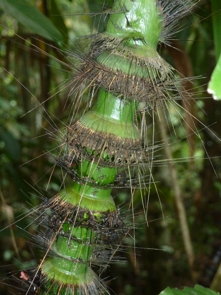 Calamus crinitus