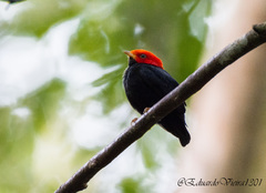 Ceratopipra rubrocapilla