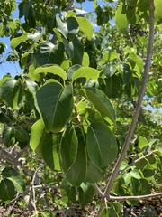 Pisonia subcordata