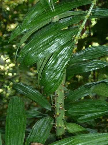 Calamus laevigatus