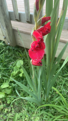 Gladiolus × hortulanus
