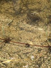 Cyprinodon macularius