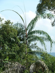 Plectocomia elongata