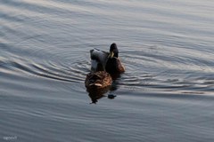 Anas platyrhynchos