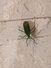 Homoeocerus lacertosus