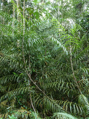 Korthalsia echinometra