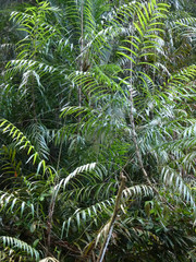 Korthalsia echinometra