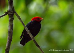 Ceratopipra rubrocapilla