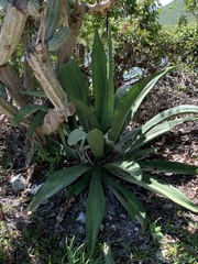 Agave sisalana