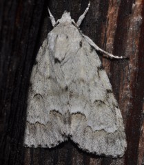 Acronicta innotata