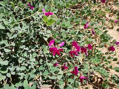 Tephrosia lindheimeri