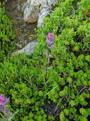 Castilleja parviflora