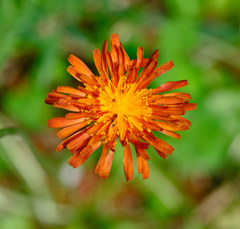 Crepis aurea