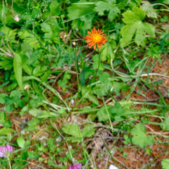 Crepis aurea