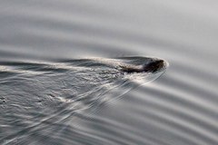 Ondatra zibethicus