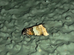 Cobubatha dividua