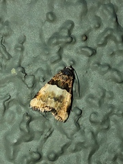 Cobubatha dividua