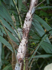 Korthalsia echinometra